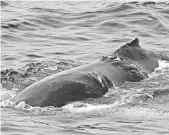  ?? WHALE AND DOLPHIN CONSERVATI­ON ?? A humpback whale bears injuries consistent with vessel strikes.