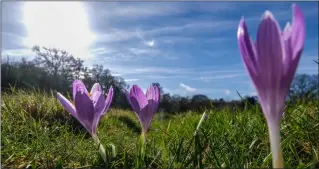  ??  ?? The crocuses are blooming again in Inkpen