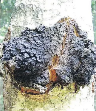  ?? TOMAS CEKANAVICI­US, WIKIMEDIA COMMONS ?? Chaga is an ugly parasite that grows on birch trees. It is a mushroom, though it doesn’t look like one, and will crumble readily under pressure.