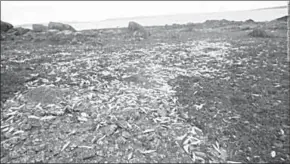  ??  ?? Footage of the deaths of thousands of fish and other animals in Nova Scotia. (Photo: CNN.COM)