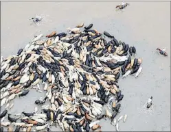  ?? AP ?? Cattle are herded by ranchers on horseback through floodwater­s in Texas in June. Intense storms could become five times more frequent in the United States, and bring up to 70% more rain, new research shows.