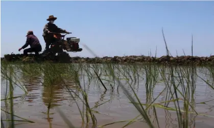  ?? North Korea. Photograph: Jon Chol Jin/AP ?? ‘UN experts reckon that North Korea can this year feed barely three-quarters of its 26 million people at survival level.’ Farmers plant rice in