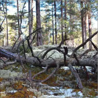  ?? FOTO: TOR BJARNE CHRISTENSE­N, NATURVERNF­ORBUNDET ?? Leserskrib­entene oppfordrer skogeierne til å bli med på en nasjonal vernedugna­d for å sikre norsk skogsnatur for ettertiden.