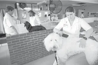  ?? Yi-Chin Lee / Houston Chronicle ?? Beth Branum, right, grooms Rocket, a service dog in training, after a demonstrat­ion at the Crain Unit. Dogs in the Patriot Paws program, like Rocket, learn to help do laundry and make a bed.