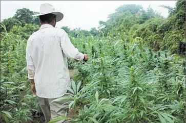  ?? DEBORAH BONELLO/FOR TRIBUNE NEWSPAPERS ?? Pot farmers in Mexico are experienci­ng drops in profits as more U.S. customers seek expensive specialty strains.