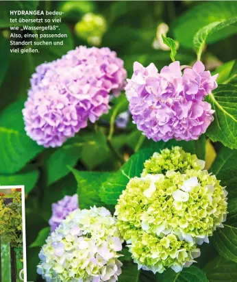  ??  ?? HYDRANGEA bedeutet übersetzt so viel wie „Wassergefä­ß“. Also, einen passenden Standort suchen und viel gießen.