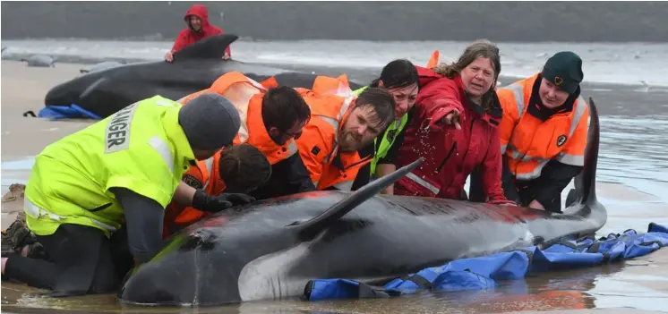  ?? AFP ?? Socorrista­s trataban de salvar a un grupo de ballenas varadas en un banco de arena en la costa oeste de Tasmania, Australia.