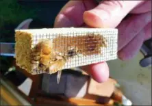  ?? DEAN FOSDICK VIA AP ?? A newly purchased queen bee, shown marked with white paint on her back in a queen cage, near Langley, Wash. Worker bees eventually will eat a piece of candy placed as a cork on the back of the cage so the queen can be released for egg laying. Queens...