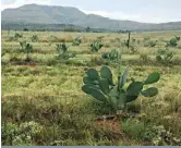  ??  ?? Liesel is in die proses om turksvye as ’n lewende voerbank vir toekomstig­e droogtes te vestig. FOTO: LIESEL FOSTER