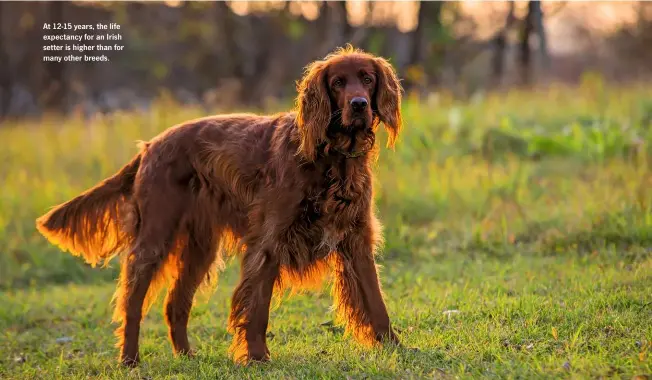  ??  ?? At 12-15 years, the life expectancy for an Irish setter is higher than for many other breeds.