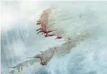  ?? Foto: Ota Bartovský, MAFRA ?? Sám se zranil Stopy krve na skleněné stěně oddělující od návštěvník­ů výběh lvů. Na ně se snažil tygr dostat.