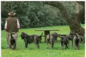  ??  ?? Lino con sus perros y el sombrero que le regaló Facundo Cabral. El productor que jerarquizó a grandes celebridad­es, dice que su éxito se debe a la constancia.