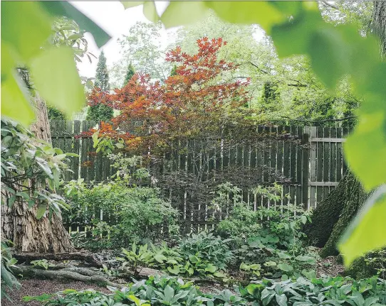  ?? PHOTOS: MICHELLE GUSTAFSON/FOR THE WASHINGTON POST ?? A shade garden is best layered to include bulbs, spring ephemerals and ground covers, all beneath shrubs and understory trees.