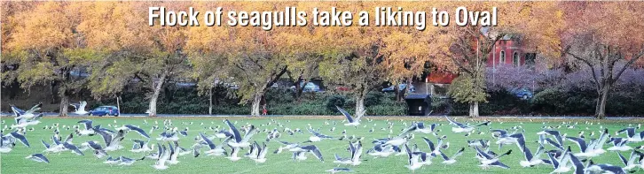  ?? PHOTO: STEPHEN JAQUIERY ?? Feathered visitors . . . Hundreds of blackbacke­d gulls gather on the Oval, in Dunedin, yesterday morning.