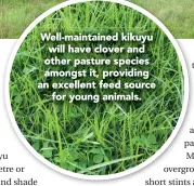  ??  ?? Well- Well-maintained maintained kikuyu will have clover and other pasture species amongst it, providing an excellent feed source for young animals.