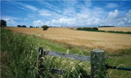  ?? Photograph: roberthard­ing/Alamy Stock Photo ?? ▲ ‘The earliest hedges, as boundary markers or stock-proof barriers, were often strips of woodland retained during agricultur­al deforestat­ion.’ Hampshire, England.