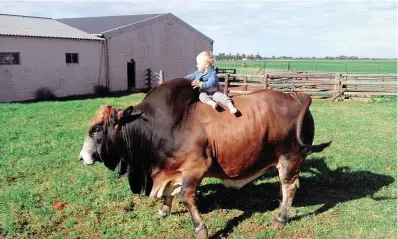  ?? FOTO: VERSKAF ?? Gerhard Barnard is net 16 maande oud, maar hy is nie bang om ’n groot stoetbul met ’n breë rug “mak te ry” voor die nasionale Boranveili­ng nie. Dié bul, Chappie CTM 11 42, is een van mev. Marie en mev. Gert Barnard van die plaas Chan-te-Mar,...