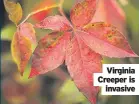  ?? ?? Virginia Creeper is invasive