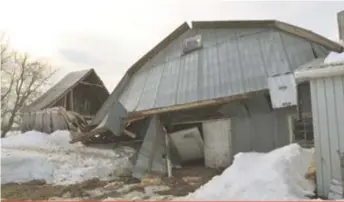  ??  ?? Fort heureuseme­nt, les 70 vaches de la Ferme R.T.R. Jalbert, à Saint-Maurice en Mauricie, sont sorties saines et sauves à la suite de l’effondreme­nt de la toiture de la grange.