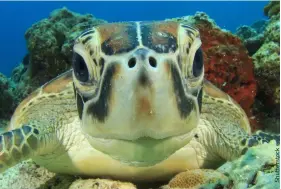  ??  ?? TOP
A cute sea turtle checks out the photograph­er at Puerto Princesa