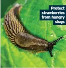  ??  ?? Protect strawberri­es from hungry slugs