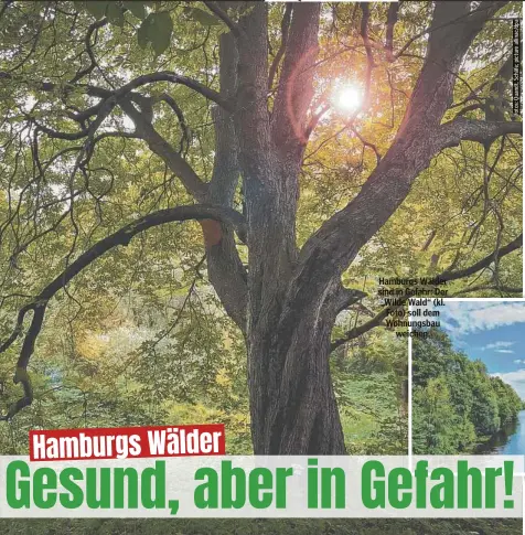  ?? ?? Hamburgs Wälder sind in Gefahr: Der „Wilde Wald“(kl. Foto) soll dem Wohnungsba­u weichen.