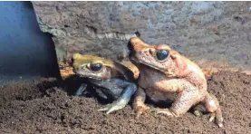  ?? THE MEMPHIS ZOO ?? Smooth-sided toads are native to South America.