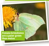  ?? A la m y ?? Female brimstones are a paler green than males