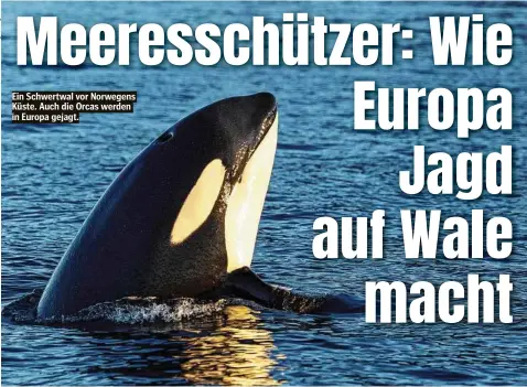  ??  ?? Ein Schwertwal vor Norwegens Küste. Auch die Orcas werden in Europa gejagt.