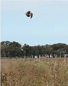  ??  ?? En los campos sembrados, cuentan quienes trabajan en las cosechas, se ven perdices en cantidades normales. Lo que parece haber más son coloradas, protegidas por ley.