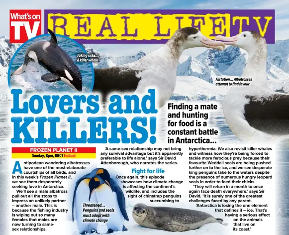  ?? ?? Taking risks… A killer whale Threatened… Penguins and seals must adapt with climate change
Flirtation… Albatrosse­s attempt to find favour