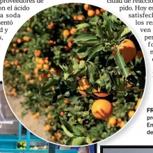  ?? ?? FRUTAS Y JUGOS. Ledesma tiene una fábrica para producir 7 mil toneladas de jugo. Casi el 60% se exporta. En 2017 sellaron un acuerdo con Coca-cola para proveerla de insumos.