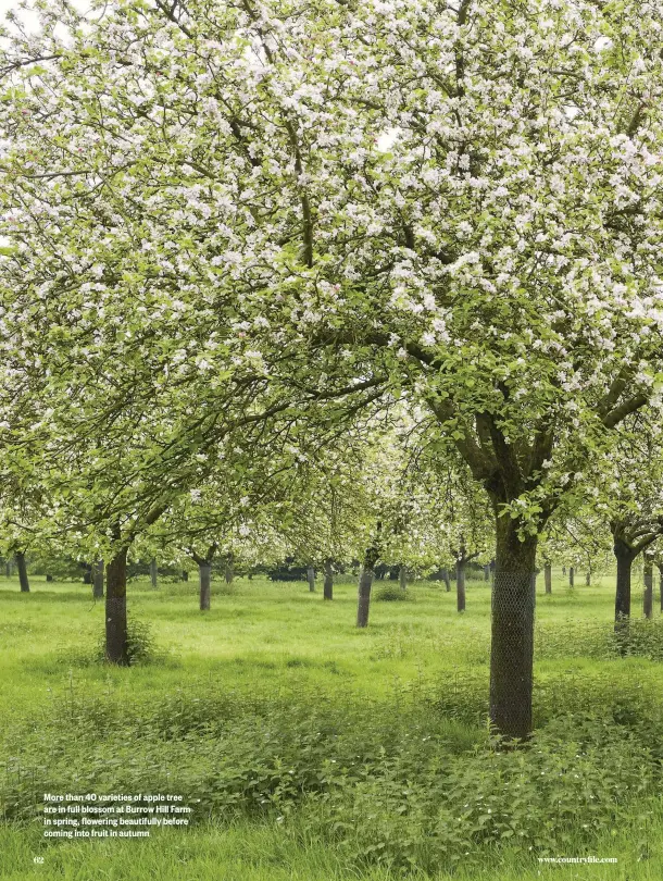  ??  ?? More than 40 varieties of apple tree are in full blossom at Burrow Hill Farm in spring, flowering beautifull­y before coming into fruit in autumn