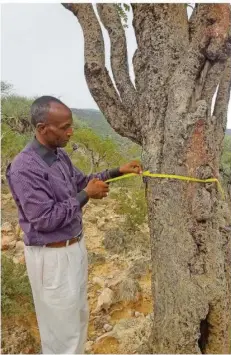  ?? FOTO: DPA ?? Ahmed Diri Elmi, Förster und Mitglied des Teams von Save Frankincen­se, misst den Umfang eines Boswellia-Baumes der Art Sacra, die zur Weihrauch-Gewinnung genutzt wird.