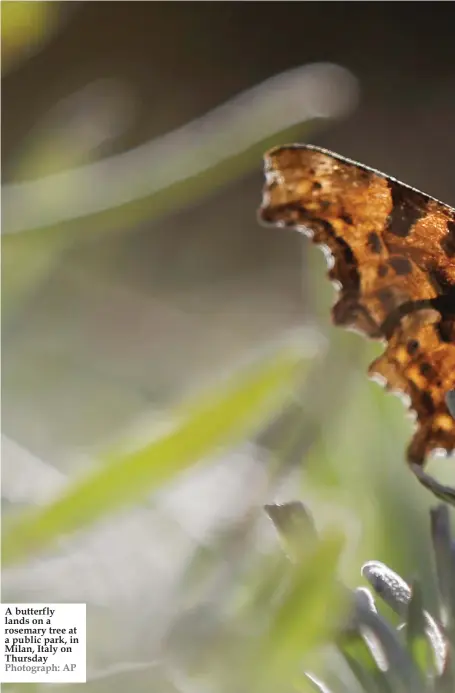  ??  ?? A butterfly lands on a rosemary tree at a public park, in Milan, Italy on Thursday Photograph: AP