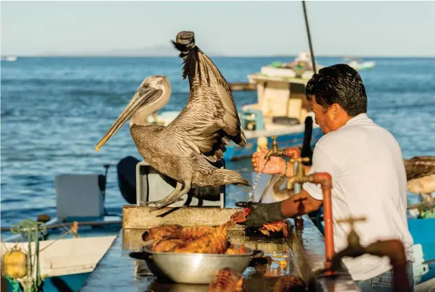  ??  ?? Los pescadores faenan la pesca en pelikan bay entre pelícanos, lobos marinos y turistas. / Fishermen prepare their fish at Pelican Bay amongst pelicans, sea lions and tourists.