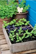  ??  ?? RICH PICKINGS: Young plants can go outside next month