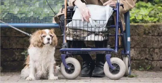  ?? Fotos: dpa ?? Studien haben ergeben, dass Hunde ältere Menschen zu mehr Bewegung motivieren.