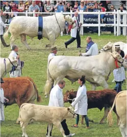  ?? Picture: PA. ?? Prize-winning cattle are paraded through the main ring at the Royal Highland Show which gets under way today.