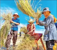  ?? SUPPLIED ?? Participan­ts in the Rom Haey festival thresh paddy rice in Kampong Chhnang on December 2.