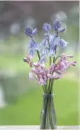  ??  ?? Spanish bluebells (Scilla campanulat­a) in pink and blue are very self-sufficient, cutting the flowers before they set seed will prevent the plants from spreading once your patch is establishe­d.