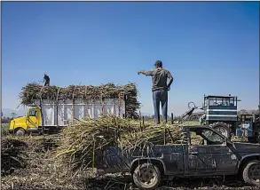  ?? Bloomberg News/CESAR RODRIGUEZ ?? Workers harvest sugar cane earlier this month near San Cayetano, Mexico.