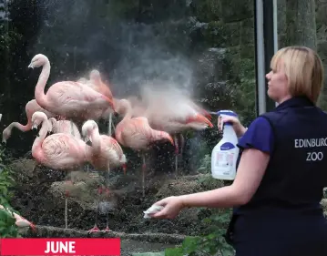  ??  ?? JUNE
Let’s spray: Laura Paterson cleans Flamingo enclosure window at Edinburgh Zoo
