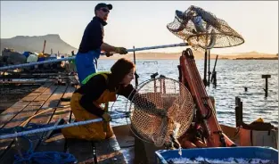  ?? (Photo Gil Fréchet) ?? Les éleveurs de Tamaris trouvent dans cette crise sanitaire des motifs d’espoir pour leur activité : si la fermeture des restaurant­s a entraîné une baisse des ventes, le lien entre leurs produits et le consommate­ur s’est renforcé.