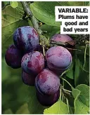 ??  ?? VARIABLE: Plums have good and bad years