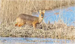  ??  ?? Chinese water deer, introduced in the 19th century, are now establishe­d in East Anglia