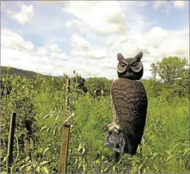  ??  ?? A yard owl in a garden in North Canaan is meant to keep chipmunks away from the strawberri­es.