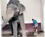  ??  ?? Perur temple elephant Kalyani being treated for pain in her mouth in Coimbatore