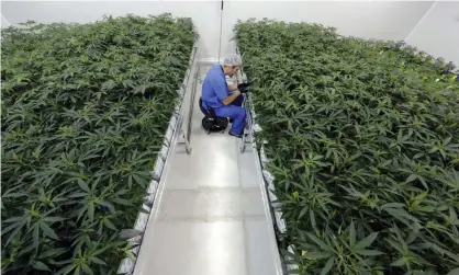  ??  ?? Medical marijuana being grown in Baton Rouge, Louisiana. Photograph: Gerald Herbert/AP