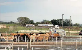  ??  ?? Wittekleib­osch Dairy Trust's dairy cows in the handling facility at the Wittekleib­osch farm, which is part of the infrastruc­ture upgrade.